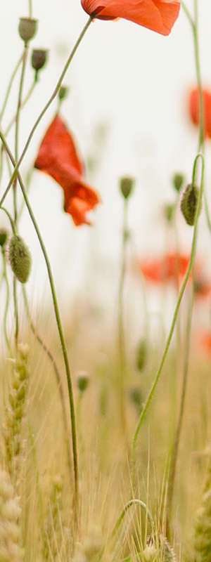 flowers in a field